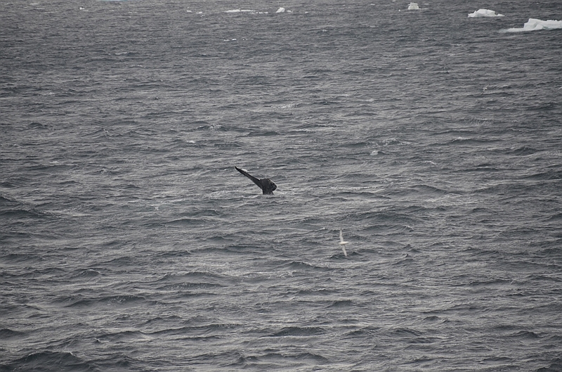 082_Antarctica_Peninsula_Gerlache_Strait_Humpback_Whale.JPG