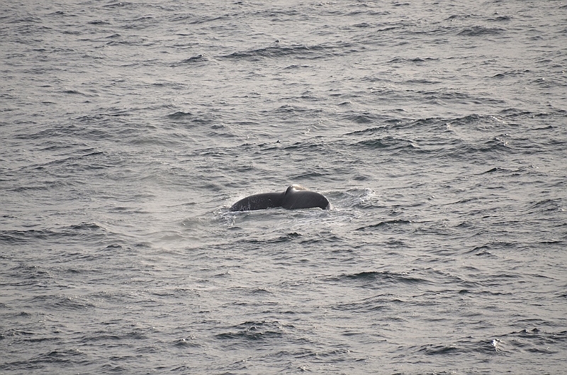 108_Antarctica_Peninsula_Gerlache_Strait_Humpback_Whale.JPG
