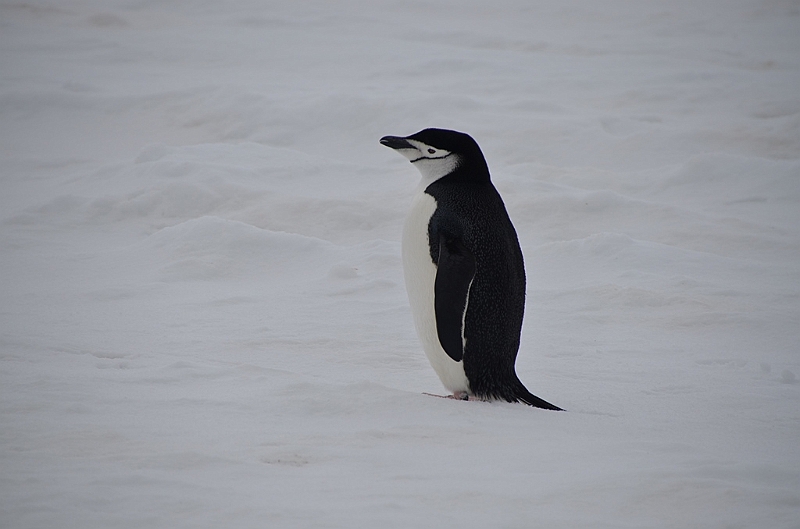 200_Antarctica_Peninsula_Robert_Island_Zuegelpinguin.JPG