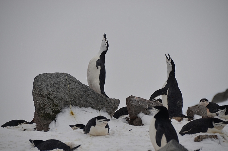 220_Antarctica_Peninsula_Robert_Island_Zuegelpinguin.JPG