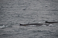 014_Antarctica_Peninsula_Fin_Whale