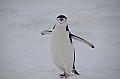 202_Antarctica_Peninsula_Robert_Island_Zuegelpinguin