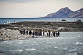 148_Best_of_Antarctica_Ponant