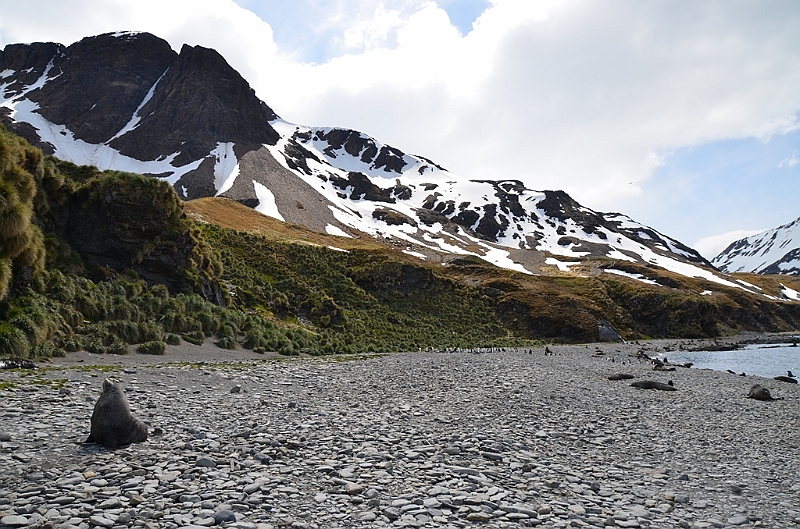 065_Antarctica_South_Georgia_Fortuna_Bay.JPG