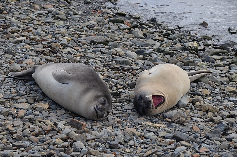 126_Antarctica_South_Georgia_Grytviken_Fur_Seals.JPG