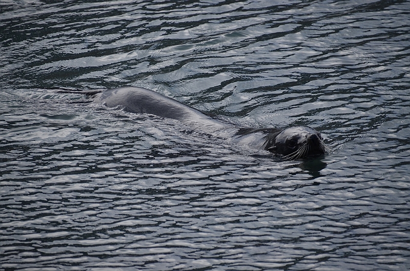 128_Antarctica_South_Georgia_Grytviken_Fur_Seals.JPG