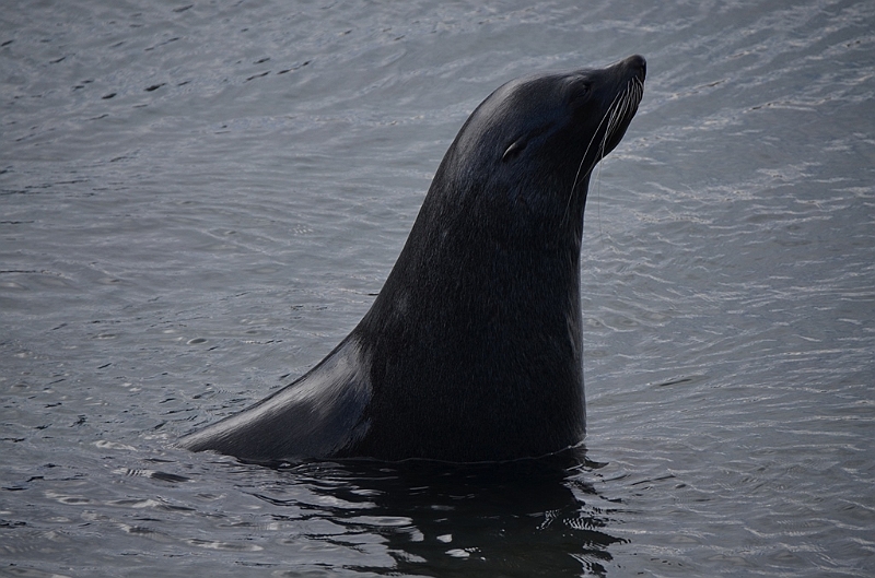129_Antarctica_South_Georgia_Grytviken_Fur_Seals.JPG