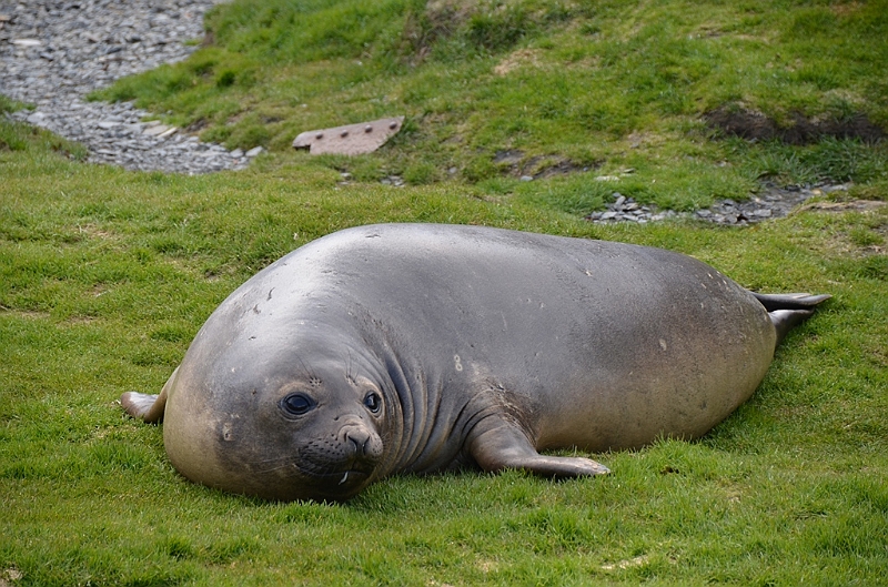 132_Antarctica_South_Georgia_Grytviken_Fur_Seals.JPG
