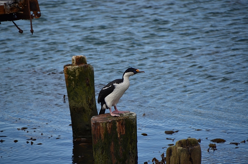 157_Antarctica_South_Georgia_Grytviken_Blauaugenkormoran.JPG
