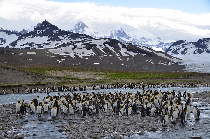 211_Antarctica_South_Georgia_Saint_Andrews_Bay.JPG
