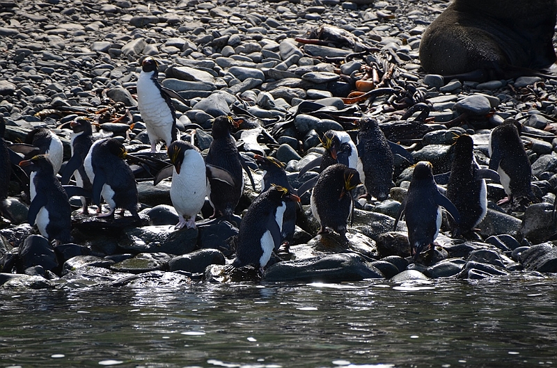 279_Antarctica_South_Georgia_Cooper_Bay_Macaroni_Penguin.JPG