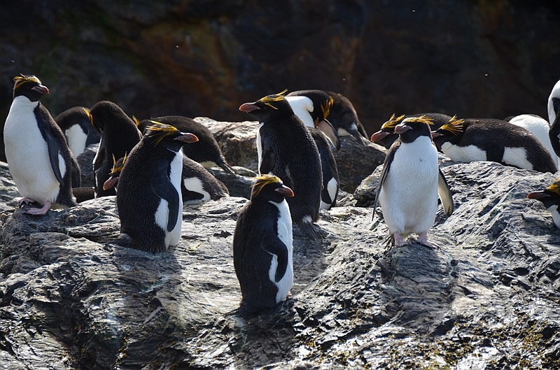 286_Antarctica_South_Georgia_Cooper_Bay_Macaroni_Penguin.JPG
