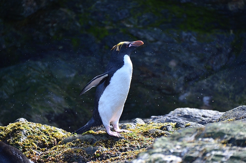 288_Antarctica_South_Georgia_Cooper_Bay_Macaroni_Penguin.JPG