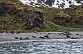 048_Antarctica_South_Georgia_Fortuna_Bay