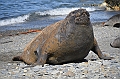 060_Antarctica_South_Georgia_Fortuna_Bay_Fur_Seals