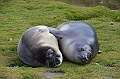 070_Antarctica_South_Georgia_Fortuna_Bay_Fur_Seals