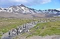 088_Antarctica_South_Georgia_Fortuna_Bay_King_Penguin
