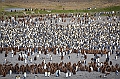 099_Antarctica_South_Georgia_Fortuna_Bay_King_Penguin