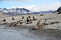 107_Antarctica_South_Georgia_Fortuna_Bay