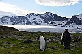219_Antarctica_South_Georgia_Saint_Andrews_Bay