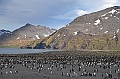 228_Antarctica_South_Georgia_Saint_Andrews_Bay_King_Penguin_Rookery