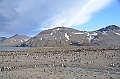 231_Antarctica_South_Georgia_Saint_Andrews_Bay_King_Penguin_Rookery