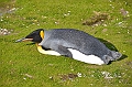 238_Antarctica_South_Georgia_Saint_Andrews_Bay_King_Penguin_Rookery