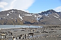 248_Antarctica_South_Georgia_Saint_Andrews_Bay_King_Penguin_Rookery