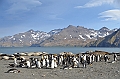 252_Antarctica_South_Georgia_Saint_Andrews_Bay_King_Penguin_Rookery