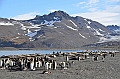 253_Antarctica_South_Georgia_Saint_Andrews_Bay_King_Penguin_Rookery