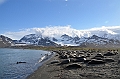 256_Antarctica_South_Georgia_Saint_Andrews_Bay