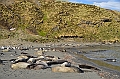 257_Antarctica_South_Georgia_Saint_Andrews_Bay_Fur_Seals