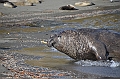 259_Antarctica_South_Georgia_Saint_Andrews_Bay_Elephant_Seal