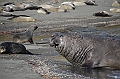 260_Antarctica_South_Georgia_Saint_Andrews_Bay_Elephant_Seal