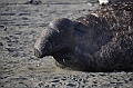 264_Antarctica_South_Georgia_Saint_Andrews_Bay_Elephant_Seal