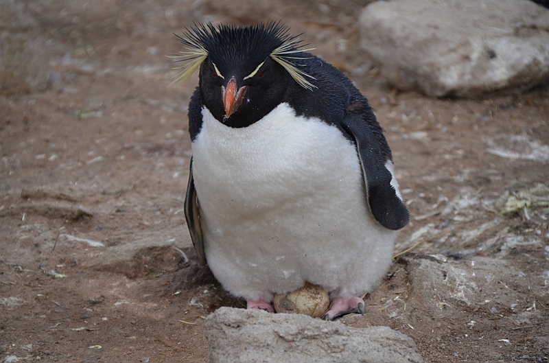 068_Falkland_Islands_New_Island_Felsenpinguin.JPG