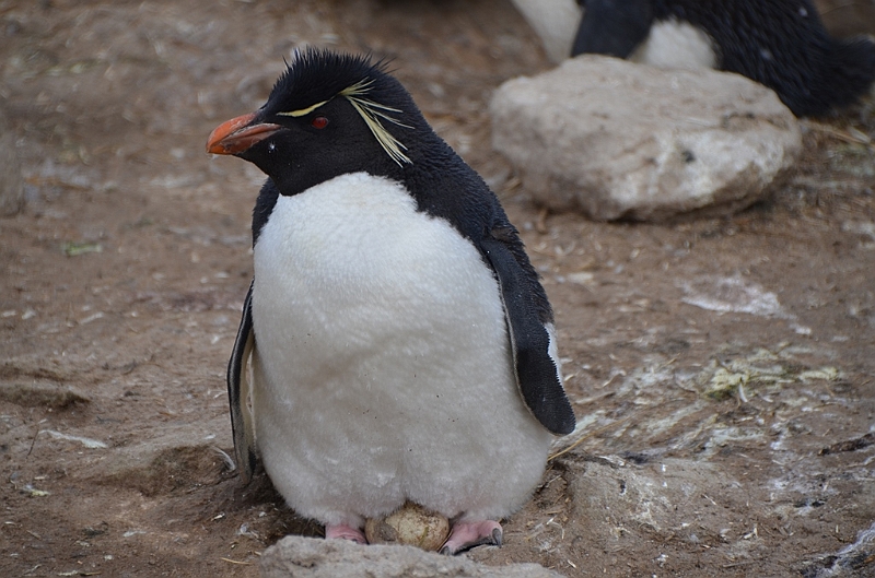 069_Falkland_Islands_New_Island_Felsenpinguin.JPG
