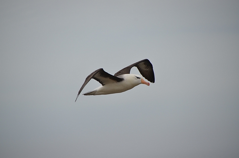 083_Falkland_Islands_New_Island_Albatros.JPG