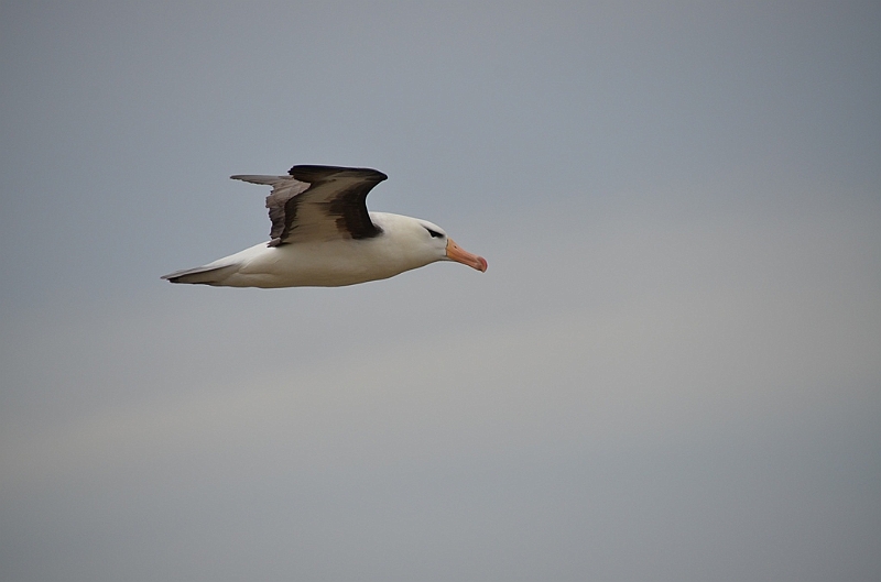 084_Falkland_Islands_New_Island_Albatros.JPG