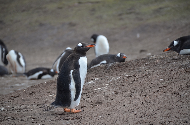 095_Falkland_Islands_Grave_Cove_Eselspinguin.JPG