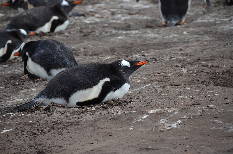 096_Falkland_Islands_Grave_Cove_Eselspinguin.JPG