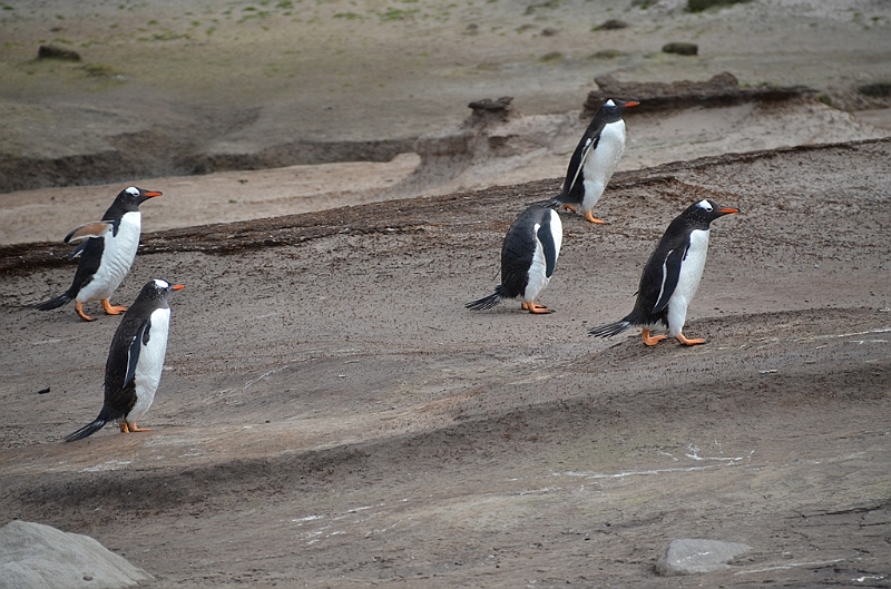 105_Falkland_Islands_Grave_Cove_Eselspinguin.JPG