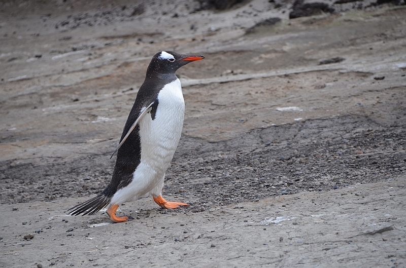 109_Falkland_Islands_Grave_Cove_Eselspinguin.JPG