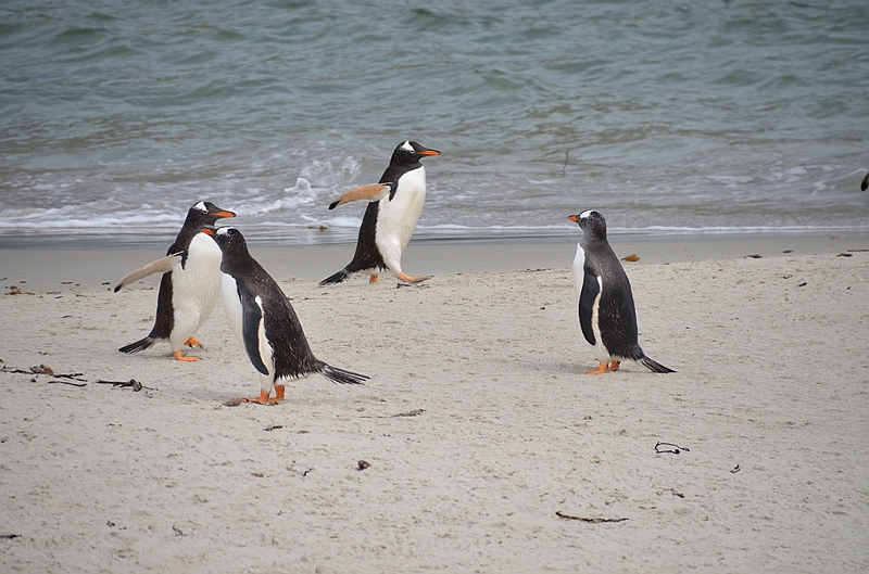 112_Falkland_Islands_Grave_Cove_Eselspinguin.JPG