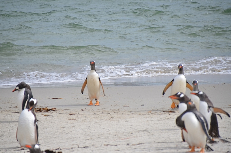117_Falkland_Islands_Grave_Cove_Eselspinguin.JPG