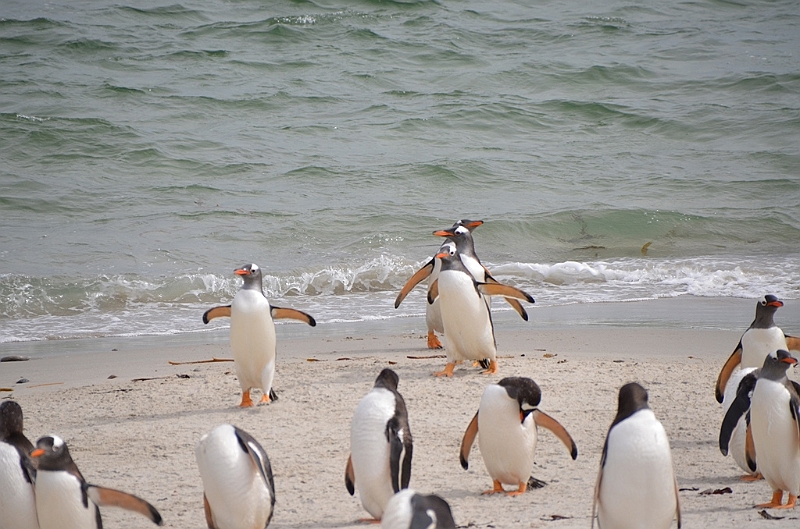 120_Falkland_Islands_Grave_Cove_Eselspinguin.JPG