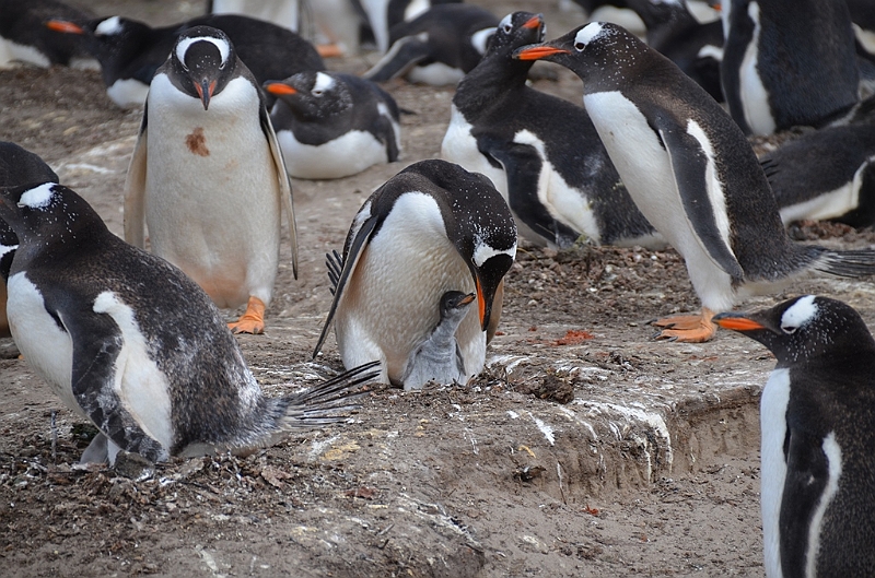133_Falkland_Islands_Grave_Cove_Eselspinguin.JPG