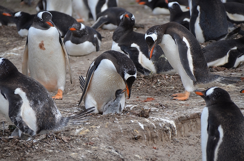 134_Falkland_Islands_Grave_Cove_Eselspinguin.JPG