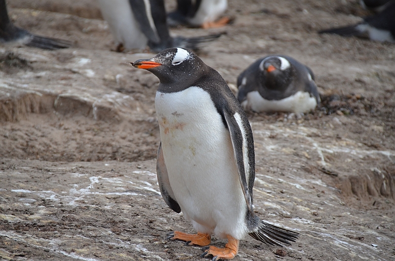 135_Falkland_Islands_Grave_Cove_Eselspinguin.JPG