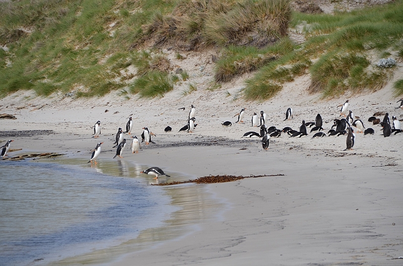 141_Falkland_Islands_Grave_Cove.JPG